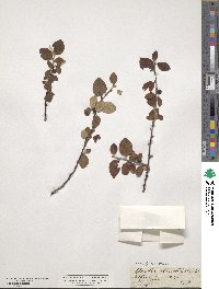 Cotoneaster integerrimus image