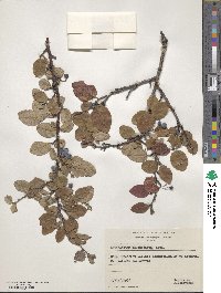 Cotoneaster melanocarpus image