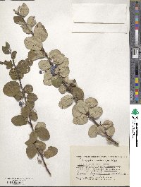 Cotoneaster melanocarpus image