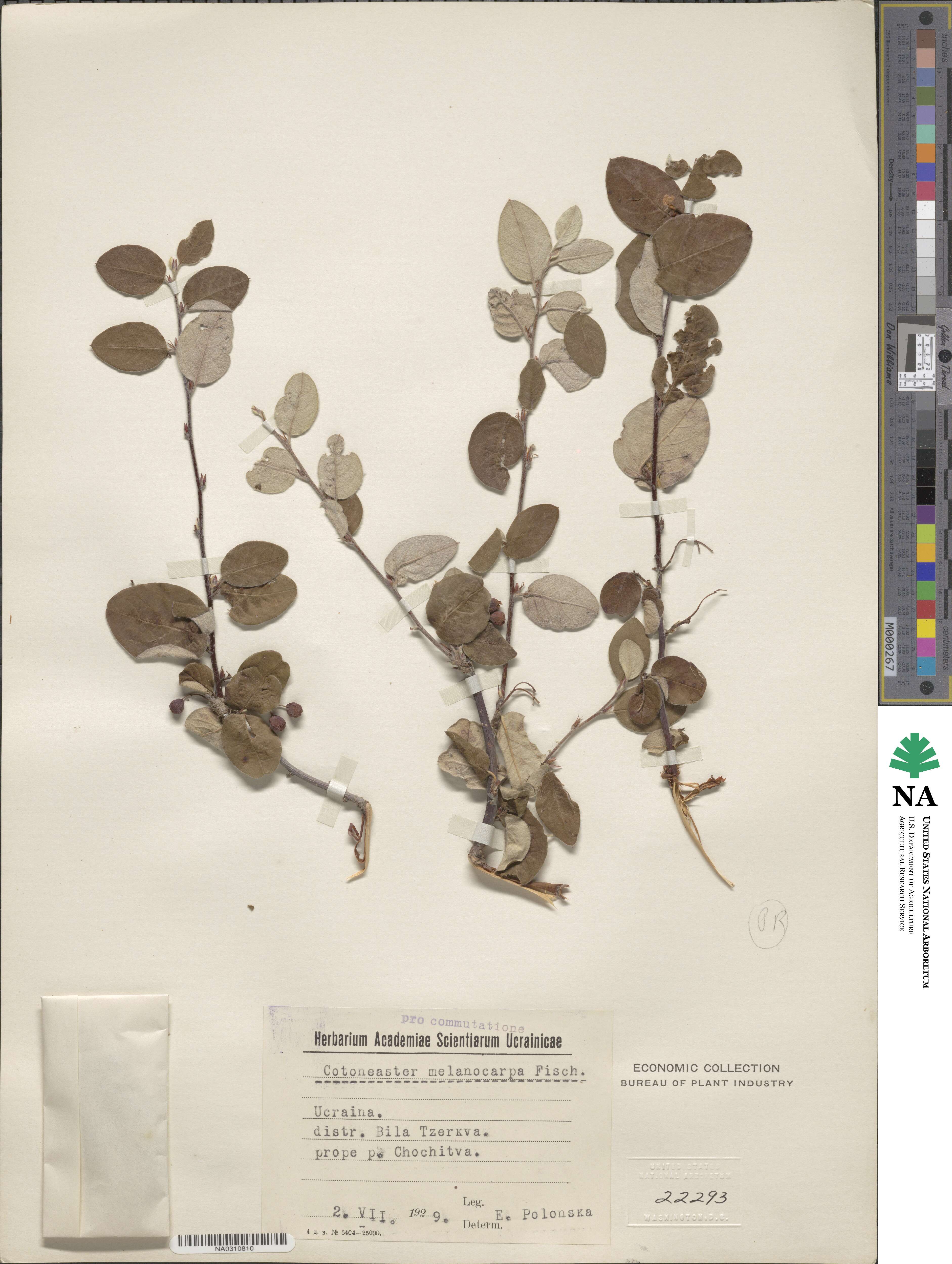 Cotoneaster melanocarpus image