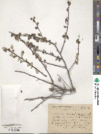 Cotoneaster nummularioides image