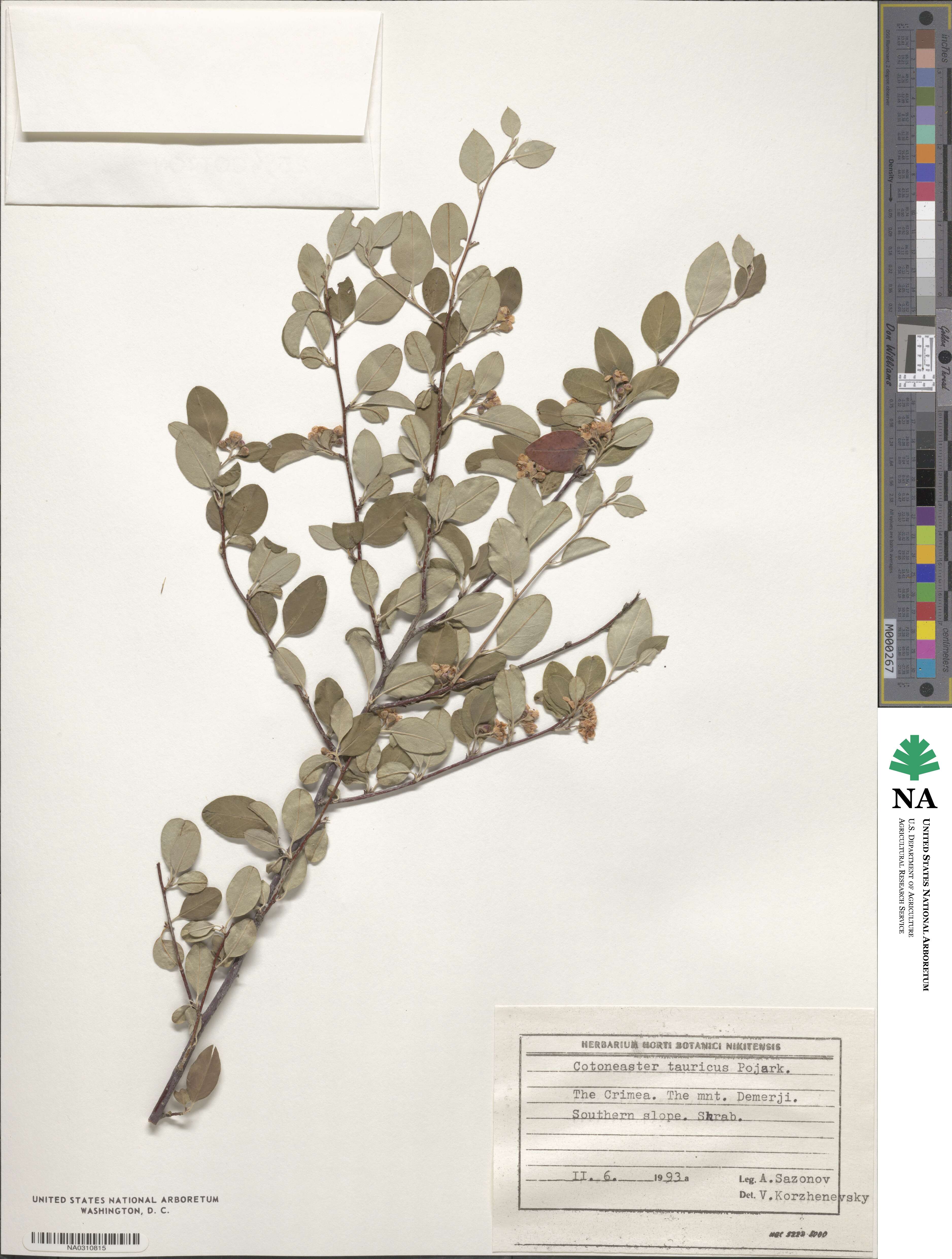 Cotoneaster tauricus image