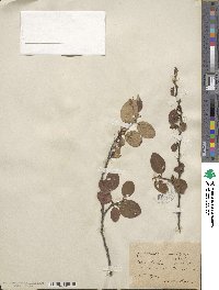 Cotoneaster tomentosus image