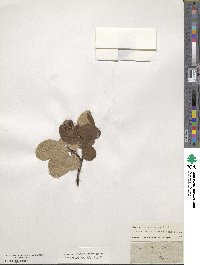 Cotoneaster tomentosus image