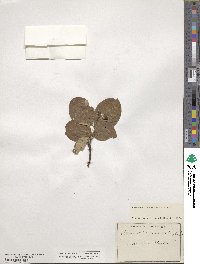 Cotoneaster tomentosus image