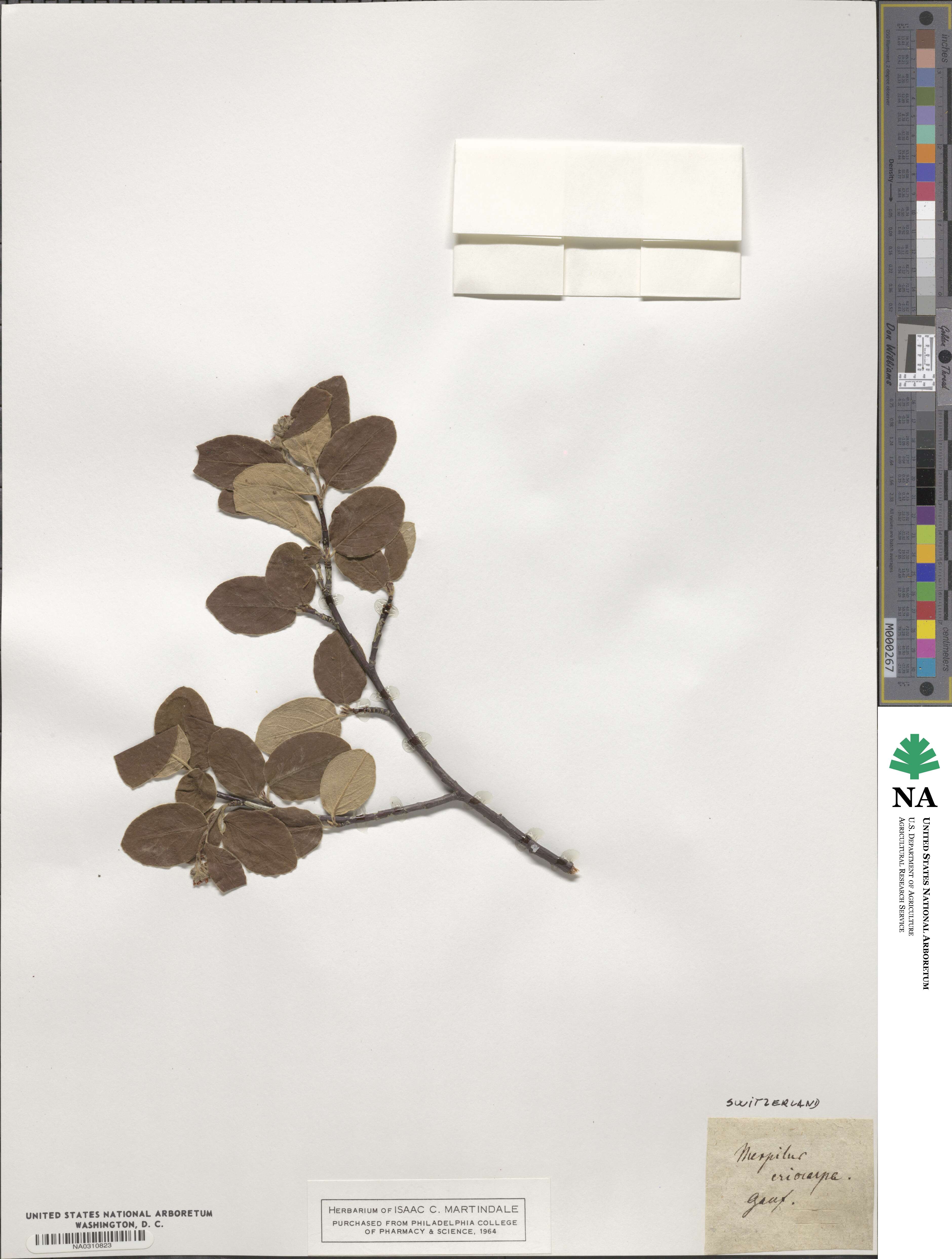 Cotoneaster tomentosus image