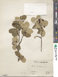 Cotoneaster tomentosus image