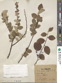 Cotoneaster integerrimus image