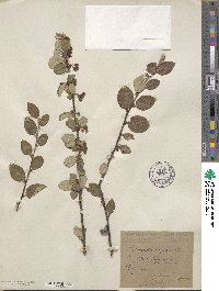 Cotoneaster integerrimus image