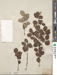 Cotoneaster integerrimus image