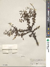 Cotoneaster adpressus image