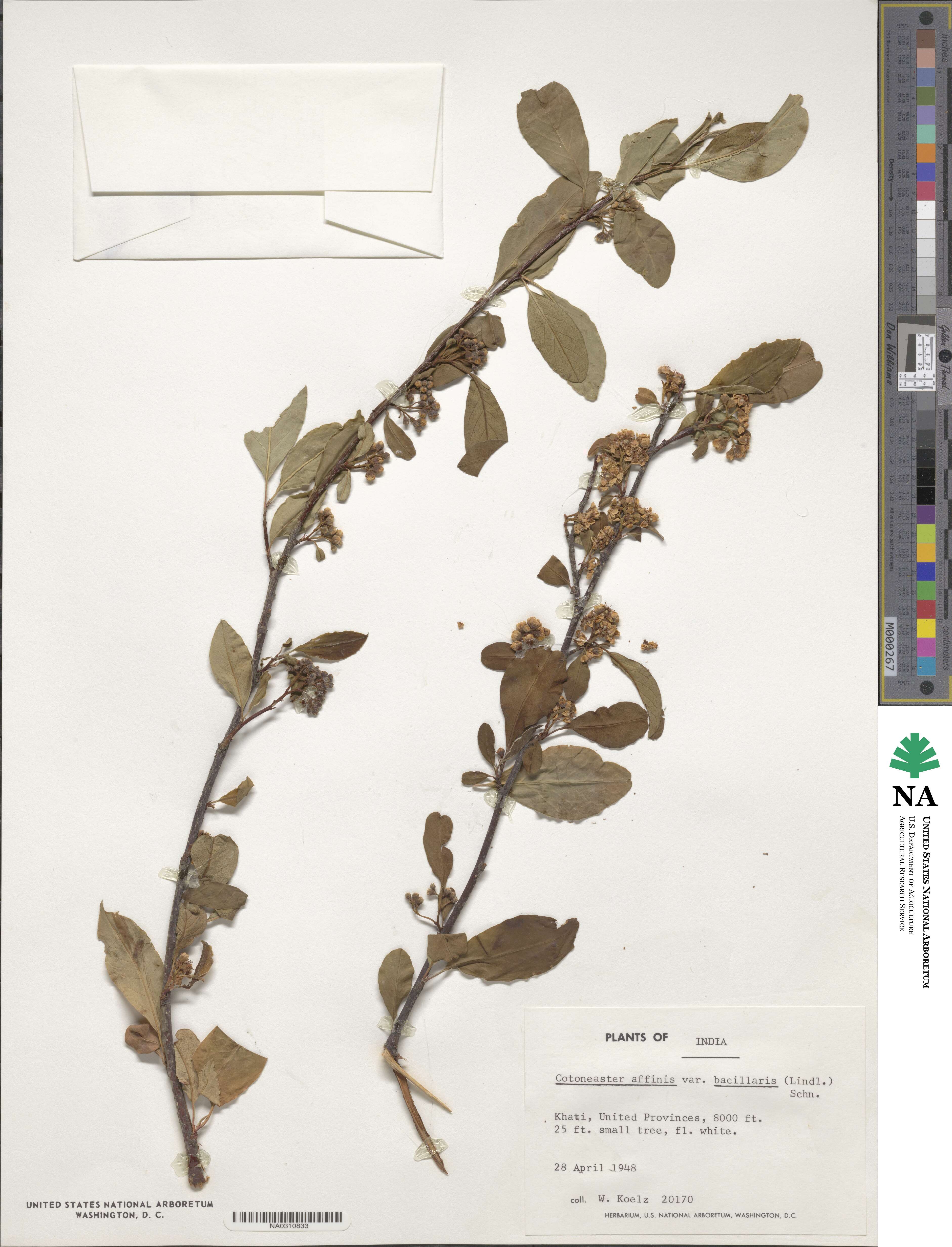 Cotoneaster bacillaris image