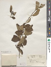 Cotoneaster bacillaris image