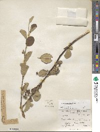 Cotoneaster bacillaris image