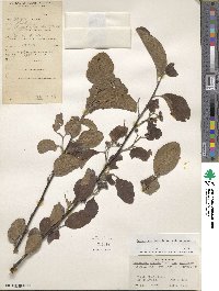 Cotoneaster bacillaris image