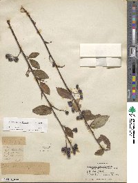 Cotoneaster bacillaris image