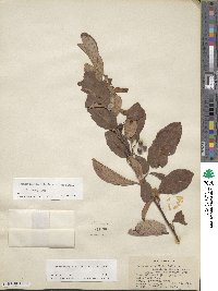 Cotoneaster bacillaris image