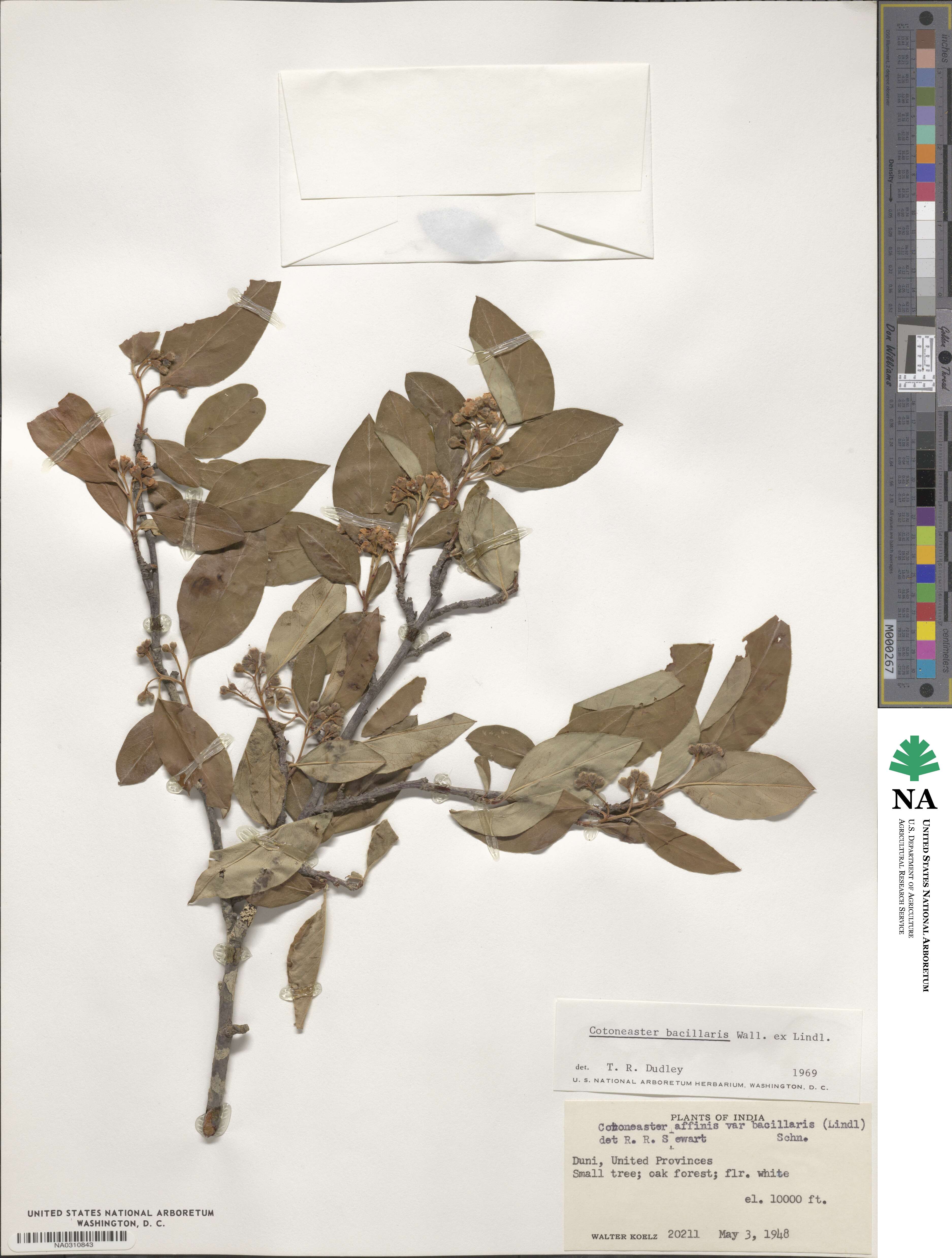 Cotoneaster bacillaris image