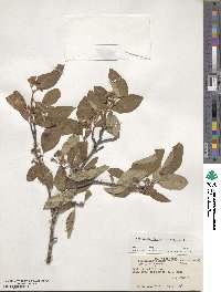 Cotoneaster bacillaris image