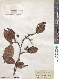 Cotoneaster bullatus image