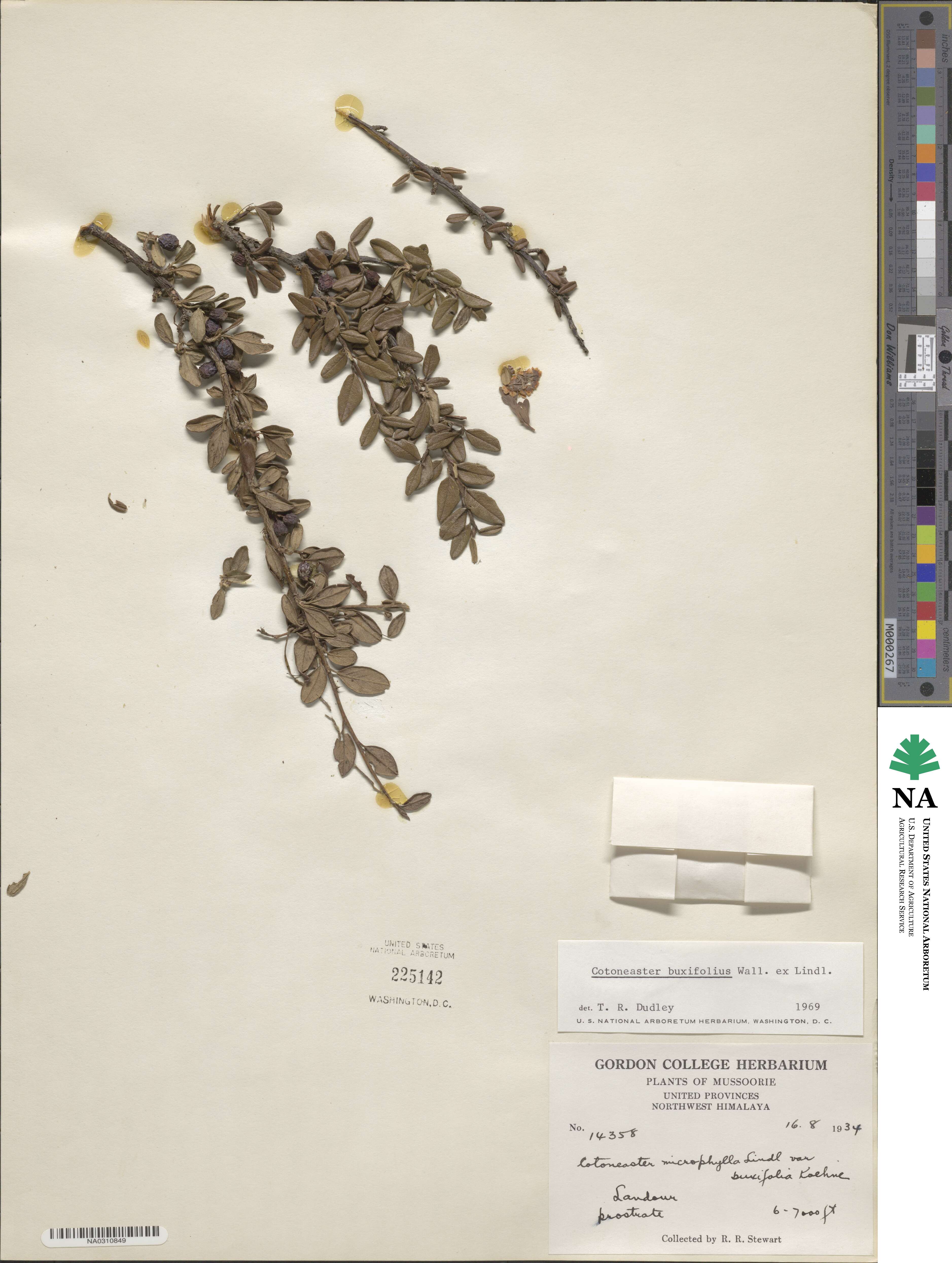Cotoneaster buxifolius image