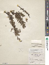 Cotoneaster buxifolius image