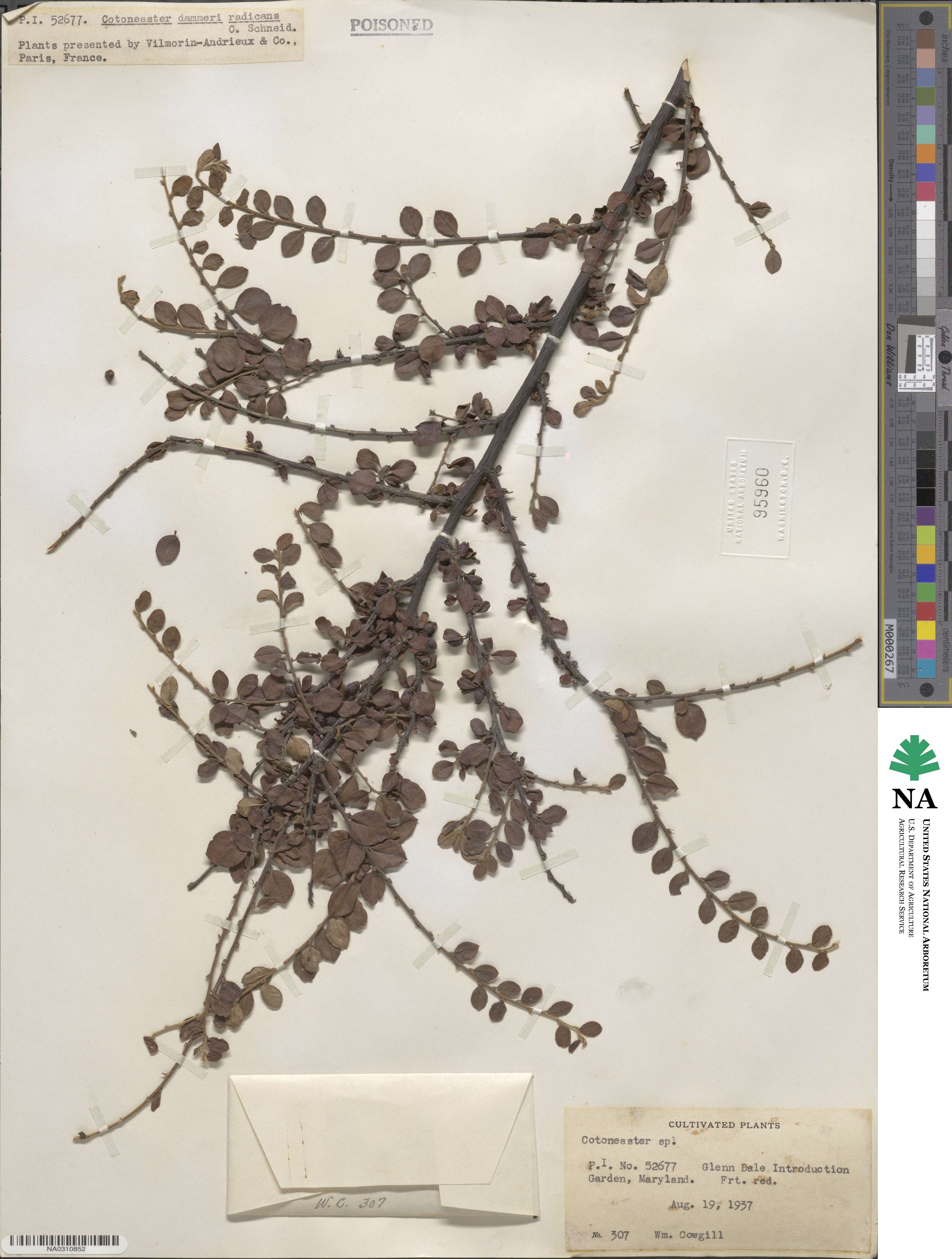 Cotoneaster dammeri image