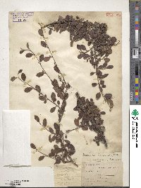 Cotoneaster dammeri image