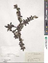 Cotoneaster dielsianus image