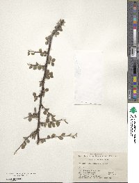 Cotoneaster divaricatus image