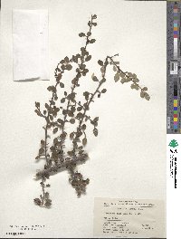 Cotoneaster divaricatus image