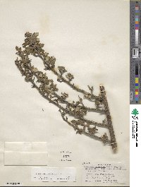 Cotoneaster duthieanus image