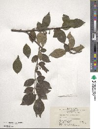 Cotoneaster moupinensis image