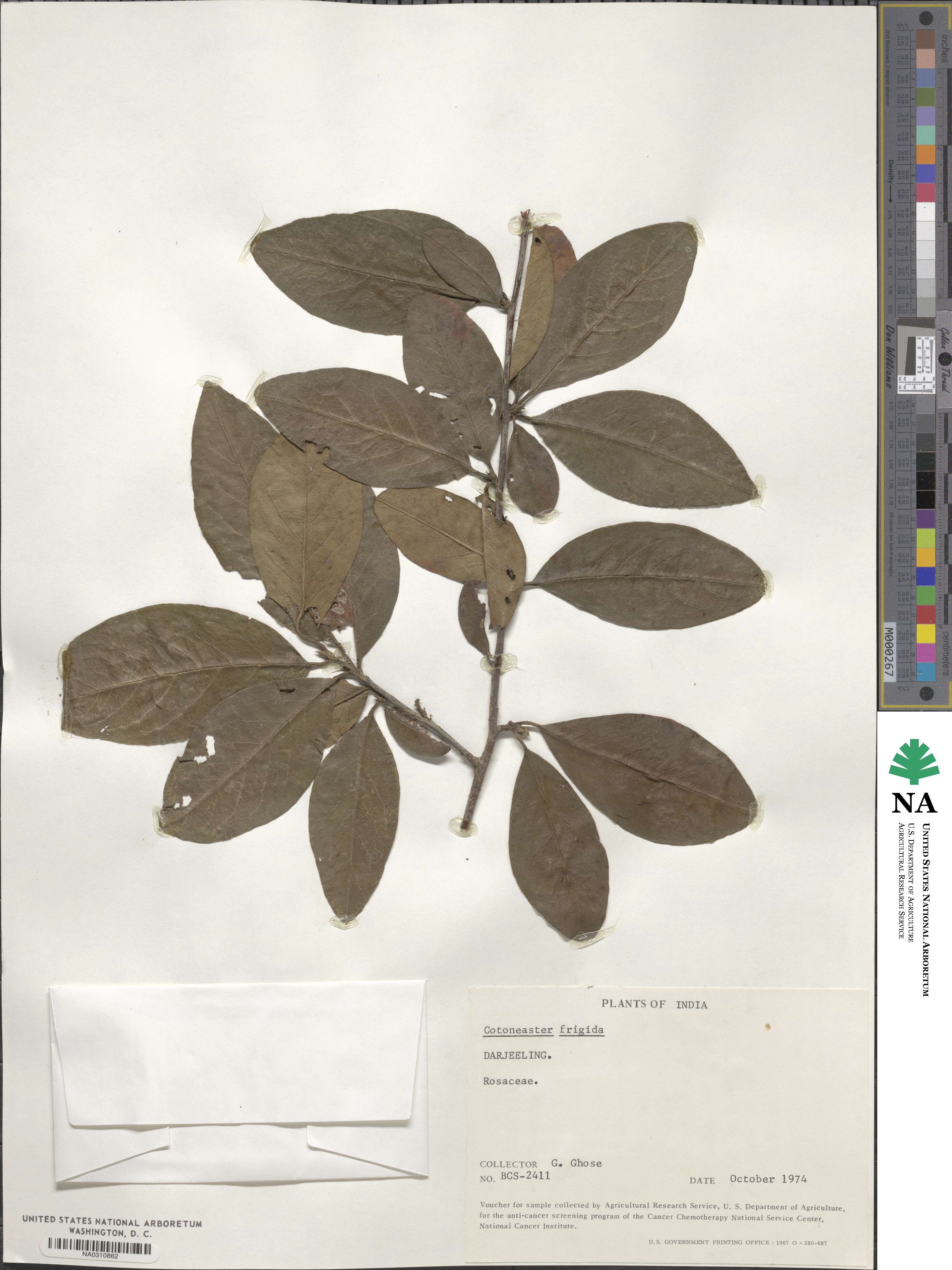 Cotoneaster frigidus image