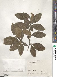 Cotoneaster frigidus image