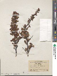 Cotoneaster horizontalis image