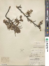 Image of Cotoneaster humilis