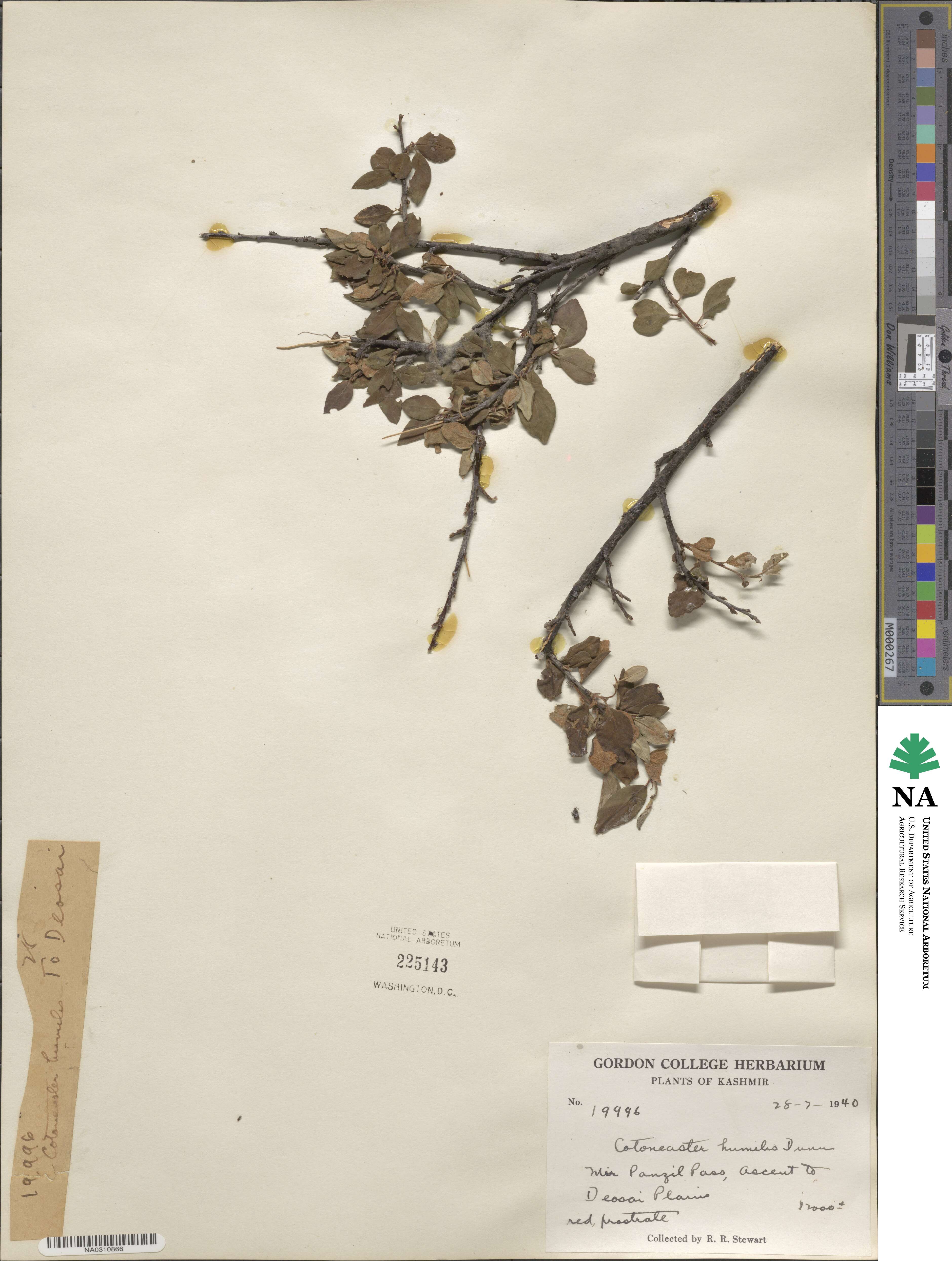 Cotoneaster humilis image