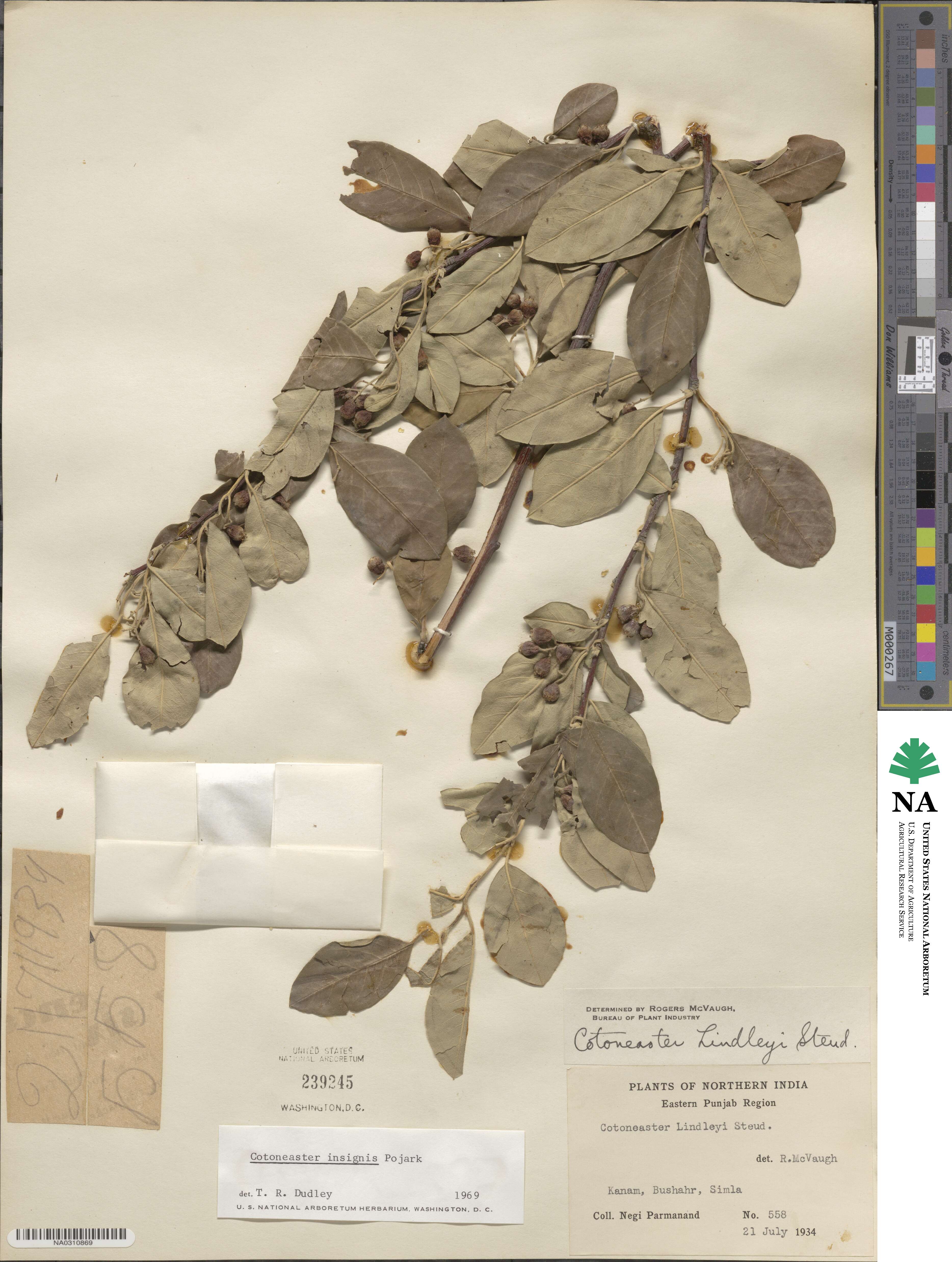 Cotoneaster insignis image