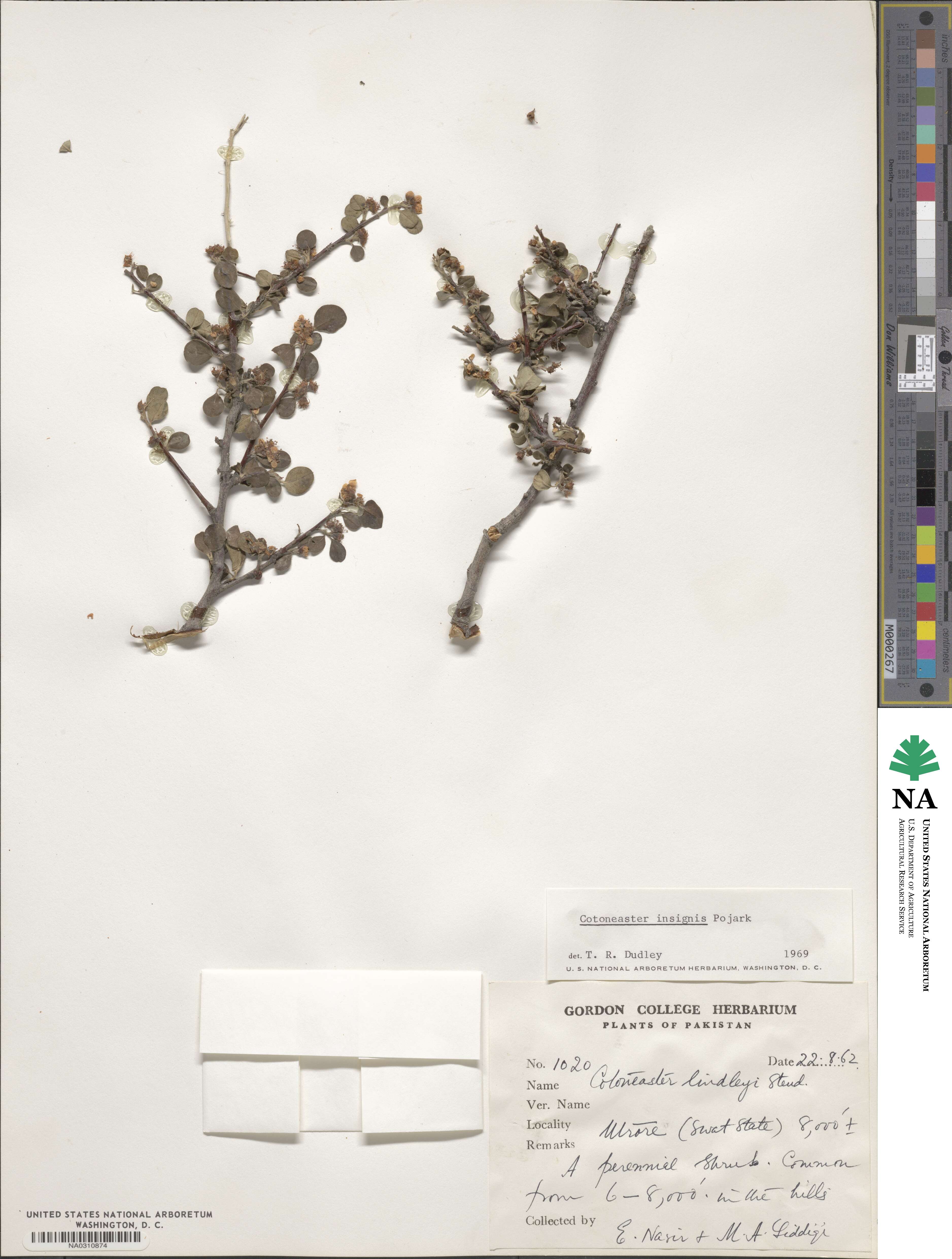 Cotoneaster insignis image