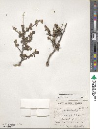 Cotoneaster insignis image