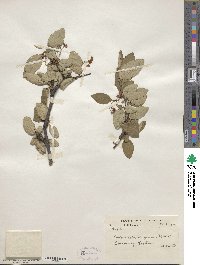 Cotoneaster integerrimus image