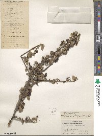 Cotoneaster integerrimus image