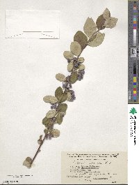 Cotoneaster melanocarpus image