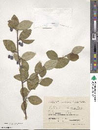 Cotoneaster melanocarpus image