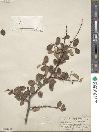 Cotoneaster melanocarpus image