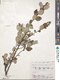 Cotoneaster melanocarpus image