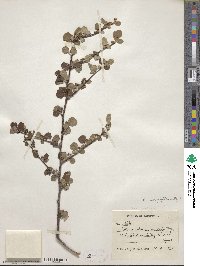 Cotoneaster microphyllus image