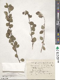 Cotoneaster multiflorus image