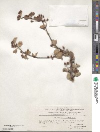 Cotoneaster multiflorus image